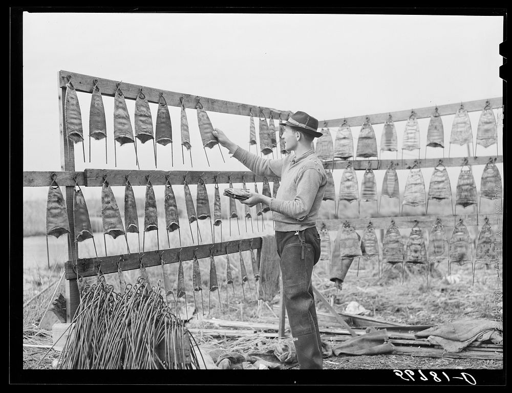 Spanish trapper hanging the muskrat skins up to dry after first drying the inside fur and putting them on wire stretchers in…