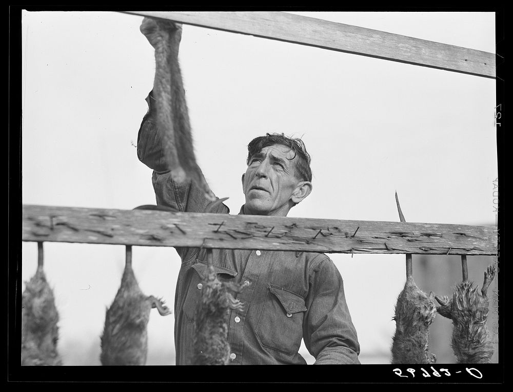 Spanish trapper hanging muskrats up to dry their fur before skinning. Stretching and drying the pelt follows this. His camp…