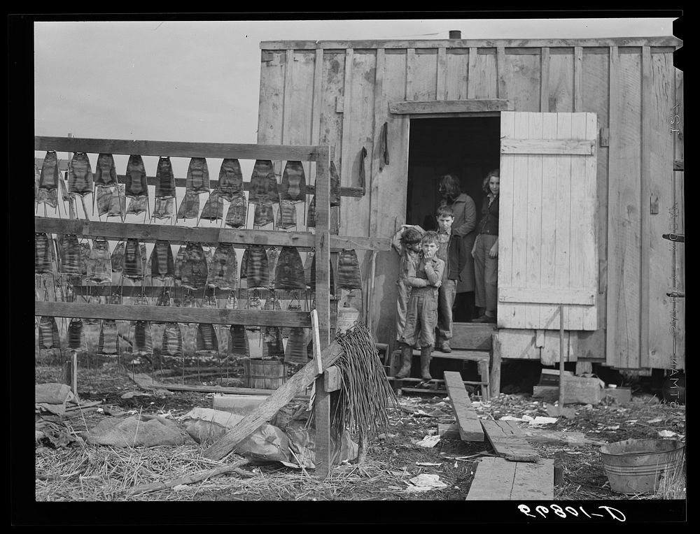 Muskrat skins hanging dry Spanish Free Photo rawpixel