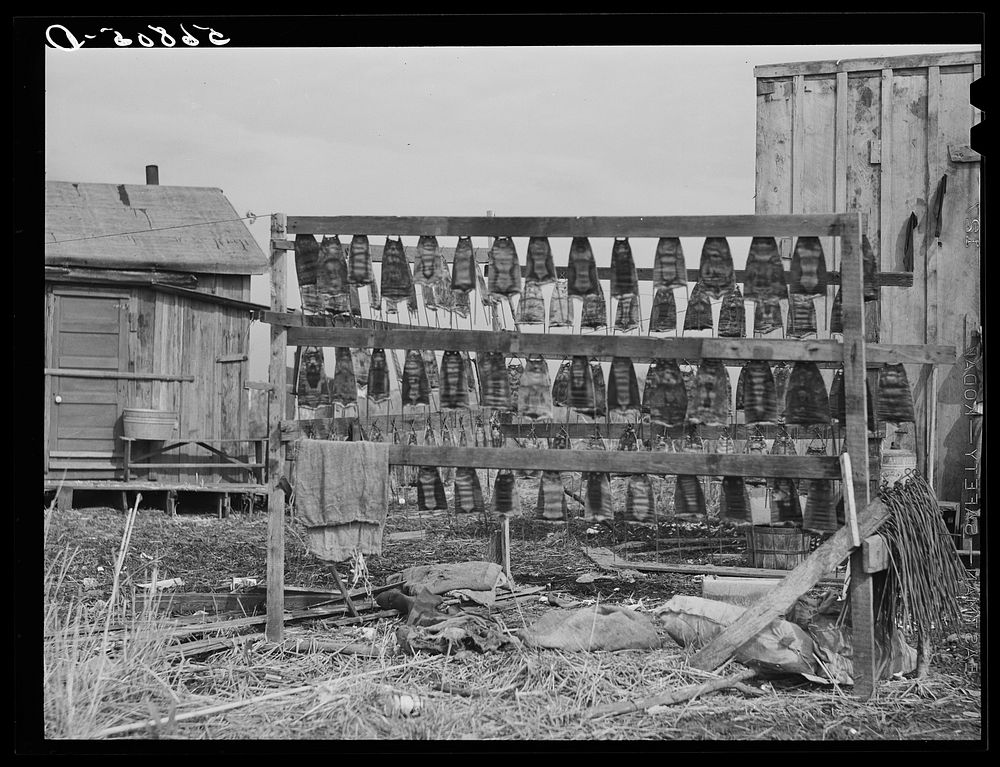[Untitled photo, possibly related to: Muskrat skins hanging up to dry by Spanish trapper's home in the marshes. He then…