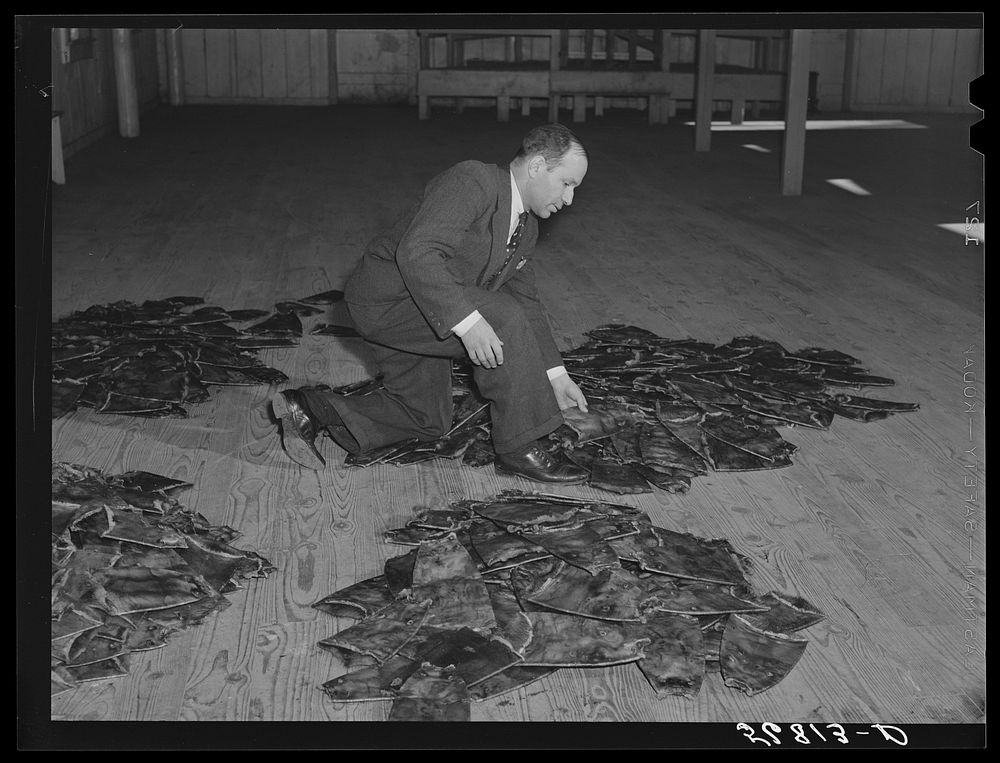 [Untitled photo, possibly related to: Fur buyer from New Orleans examining one of the muskrat pelts before they have…