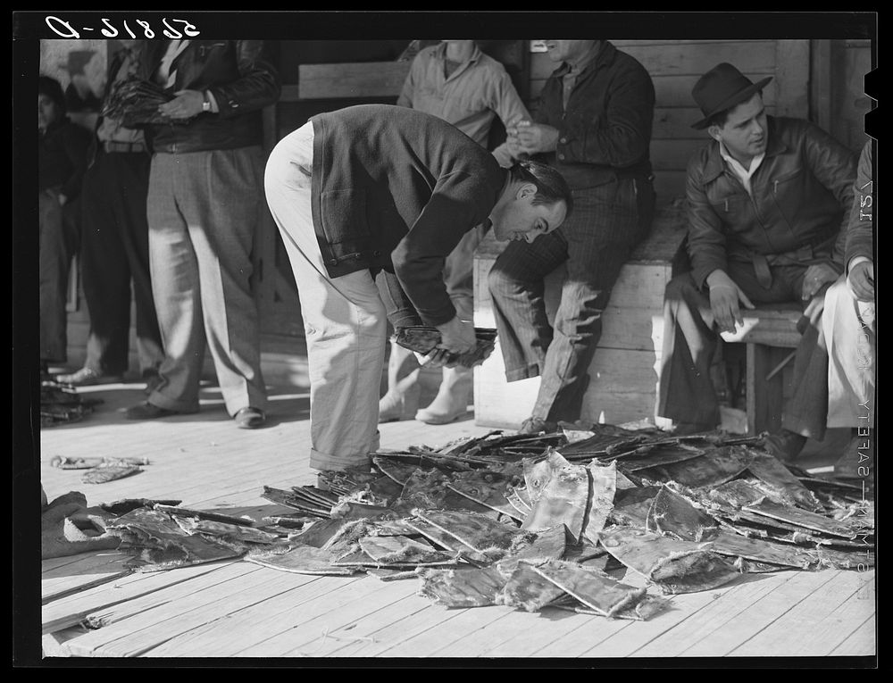Grading muskrats while fur buyers and Spanish trappers look on, during auction sale on porch of community store in Saint…