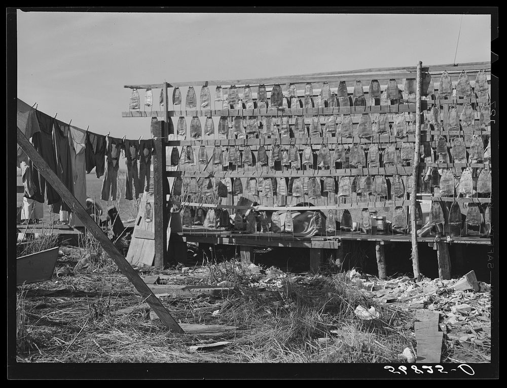 Muskrat skins hanging up to dry by Spanish trapper's home in the marshes.  He then takes the furs to the island to sell.…
