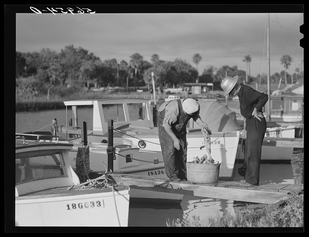 [Untitled photo, possibly related to: Guests of Sarasota trailer park, Sarasota, Florida, with fish they had just caught].…