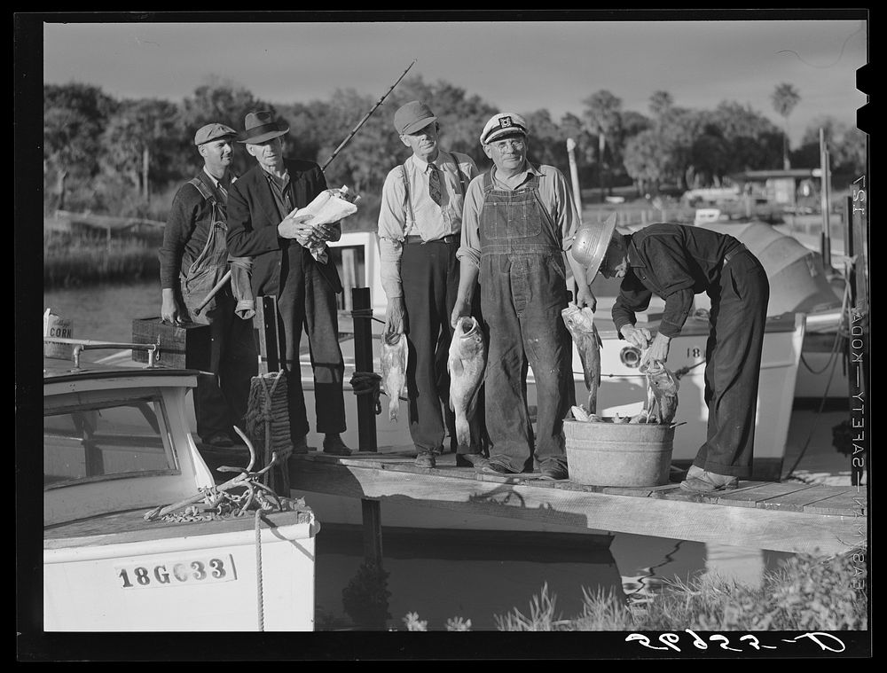 Guests of Sarasota trailer park, Sarasota, Florida, with fish they had just caught. Sourced from the Library of Congress.