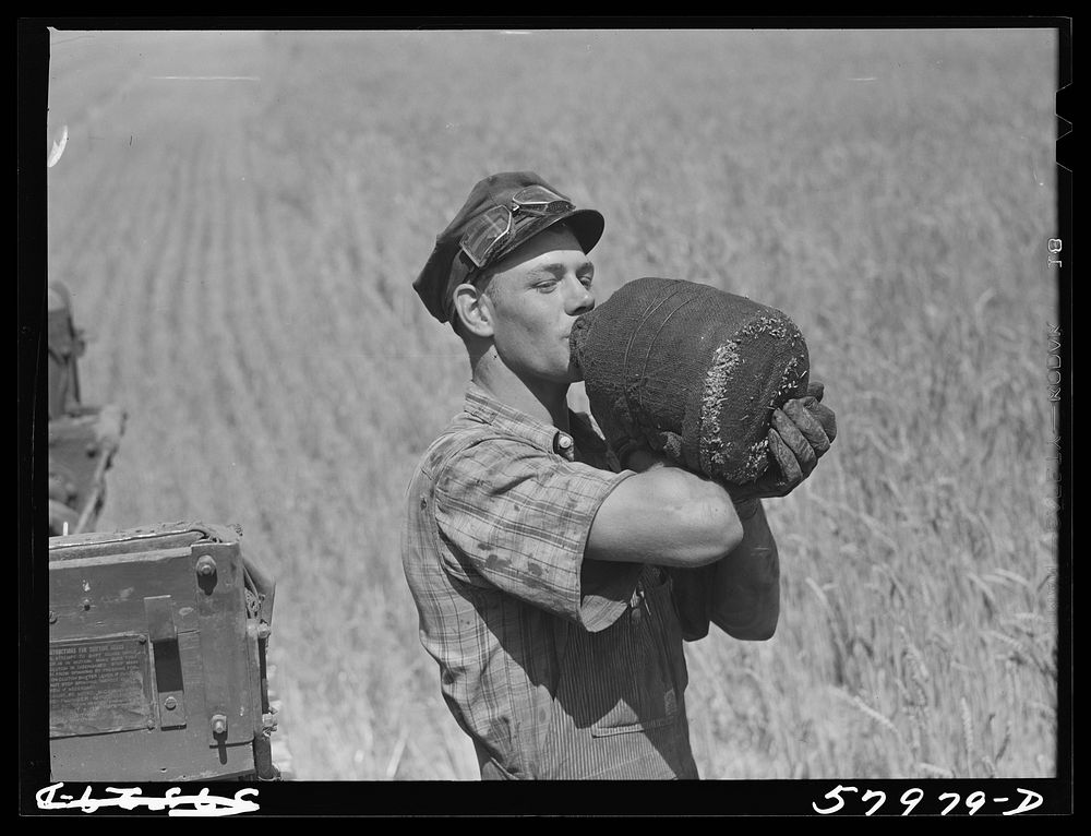 Scandinavian tractor combine driver drinking water out of a jug in the field where they were harvesting wheat on the…