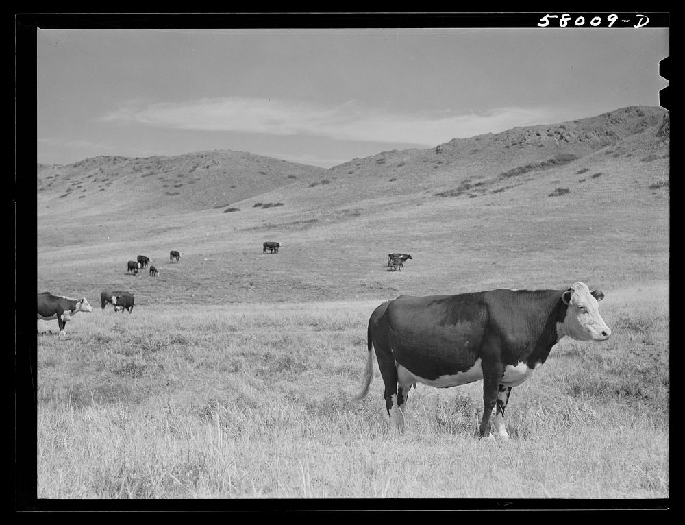 [Untitled photo, possibly related to: Purebred Hereford cows and cattle purchased with a FSA (Farm Security Administration)…