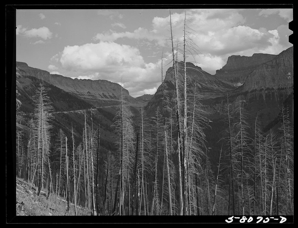 Results of forest fires in Glacier National Park, Montana. Sourced from the Library of Congress.