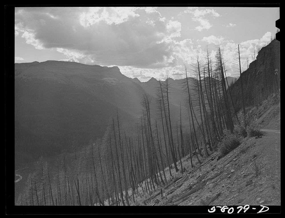 Results of forest fires in Glacier National Park, Montana. Sourced from the Library of Congress.