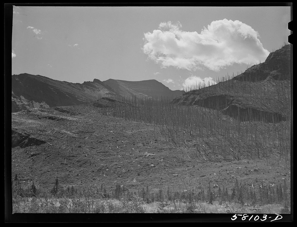 Burnt-over land, results of forest fires in Glacier National Park, Montana. Sourced from the Library of Congress.