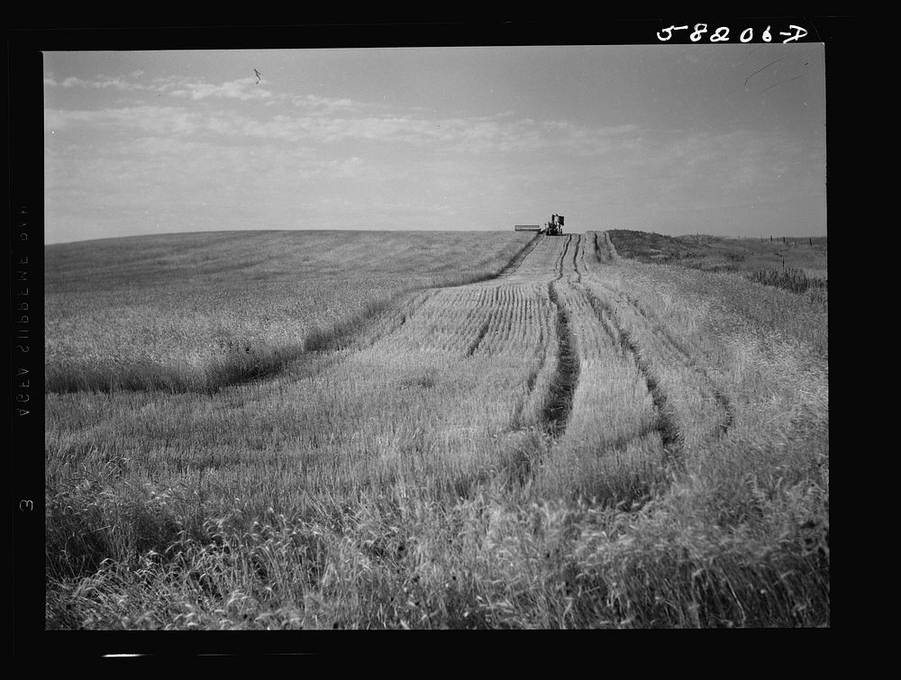 Harvesting wheat with a combine on a share's basis, getting about forty bushels to the acre. About ten miles north of…