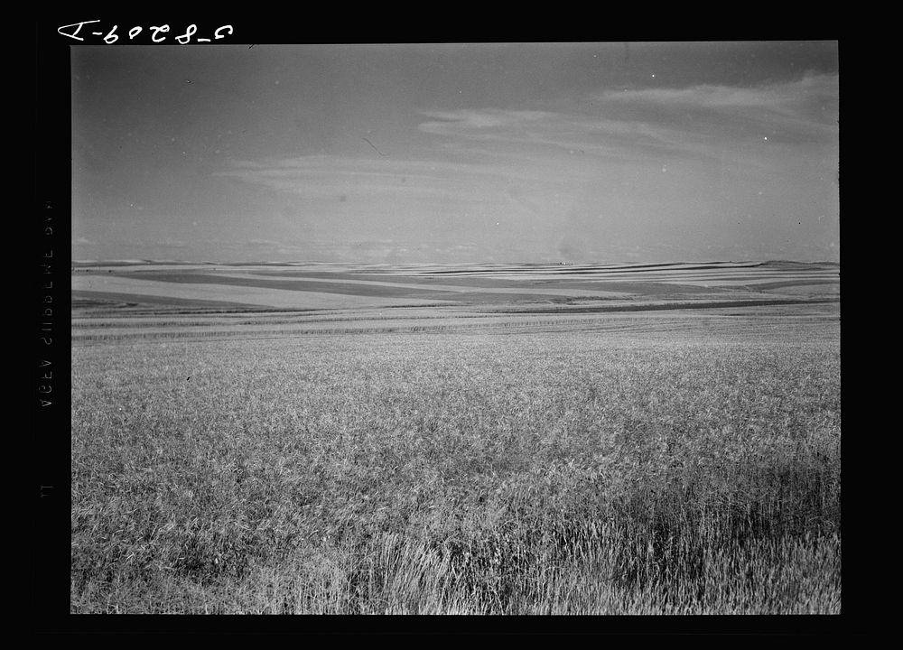 Strip cropping. Fields of wheat and barley, about seven miles north of Culbertson on road to Froid, Montana. Sourced from…