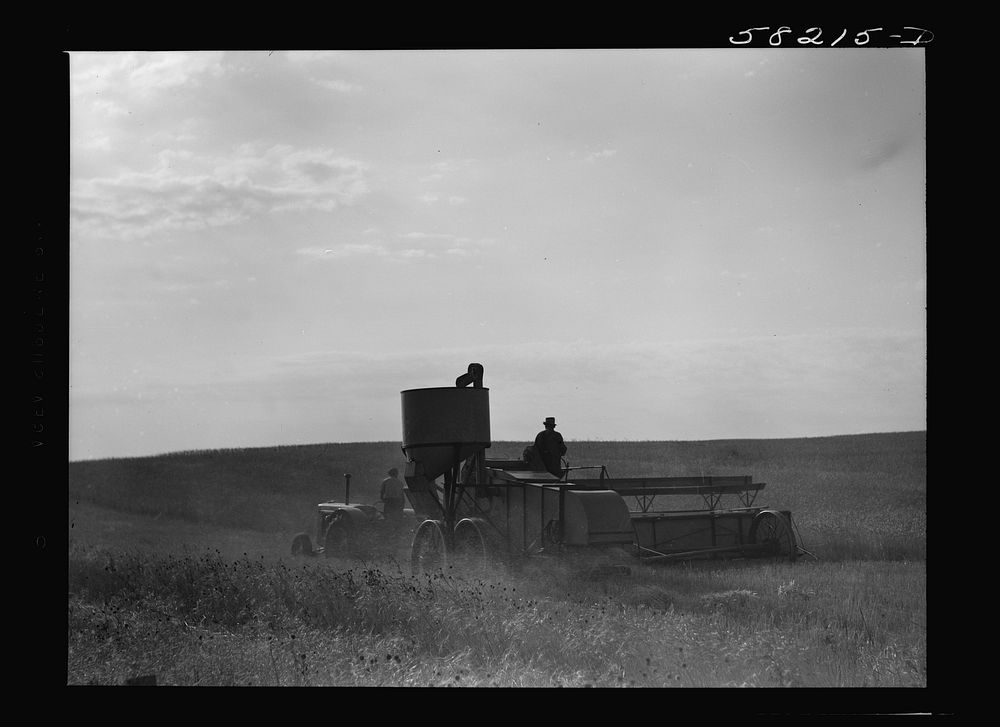 Harvesting wheat with a combine on a share's basis, getting about forty bushels to the acre. About ten miles north of…