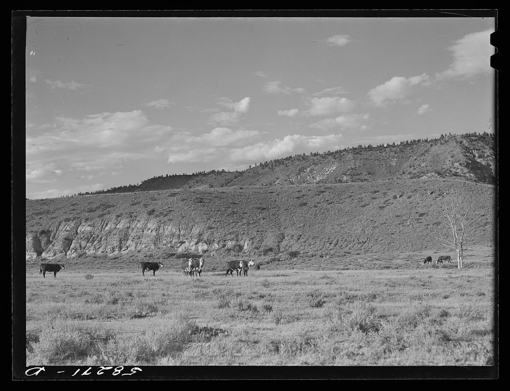 Hereford cattle on the range. Near Birney, Montana. Sourced from the Library of Congress.