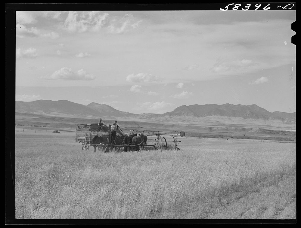 Cutting clustered wheat grass with old binder drawn by four horse team. Judith Basin, Montana. Sourced from the Library of…