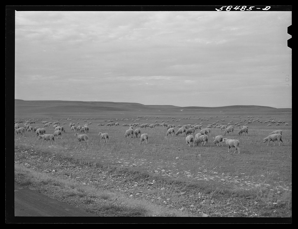 [Untitled photo, possibly realted to: Sheep being driven to the bedding ground in the evening while pasturing on high summer…