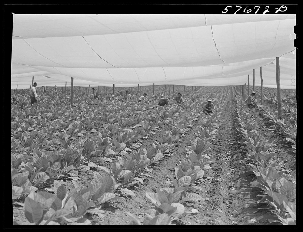 Suckering shade tobacco covered by "fields" of cheesecloth to protect it from the sun. Near Hartford, Connecticut. Sourced…