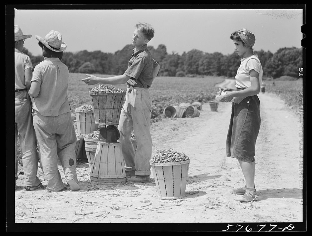 Weighting baskets of beans picked by day laborers from nearby towns. Seabrook Farms, Bridgeton, New Jersey. Sourced from the…
