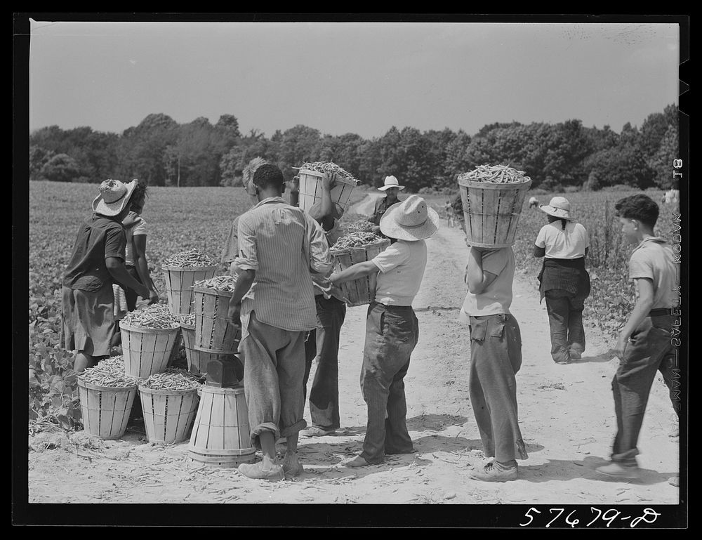 Weighting baskets of beans picked by day laborers from nearby towns. Seabrook Farms, Bridgeton, New Jersey. Sourced from the…
