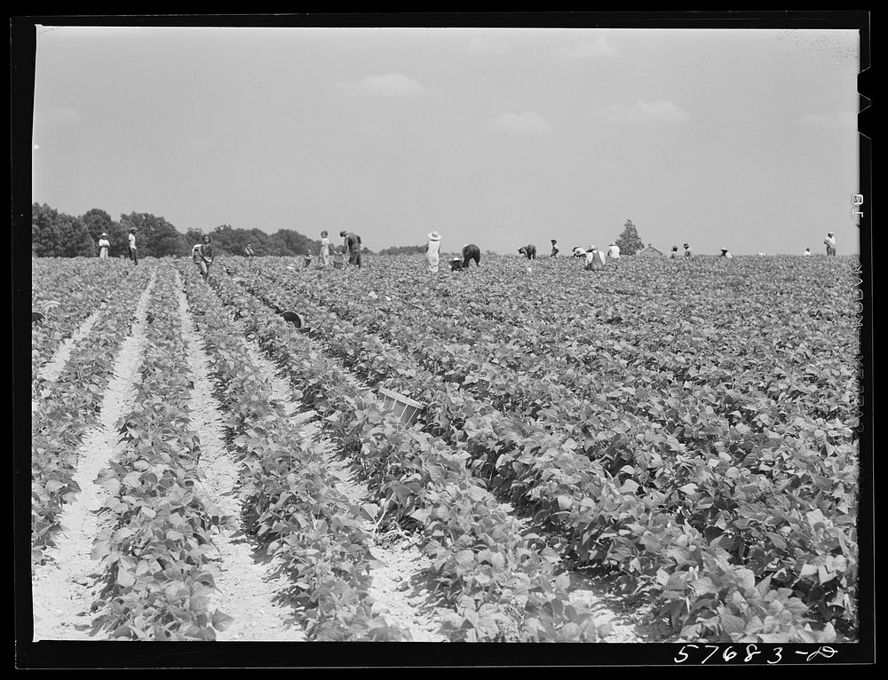 Day laborers to pick stringbeans are bought by trucks from nearby towns. Some even come in their own cars from Philadelphia…