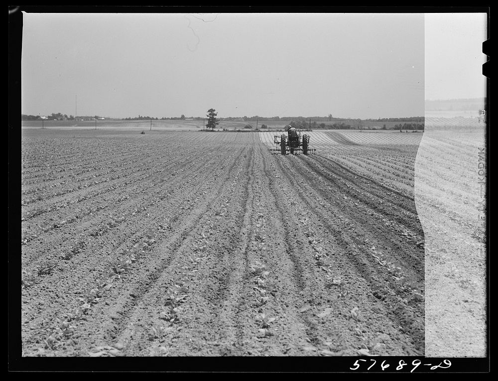 Cultivating beans on Seabrook Farms. Bridgeton, New Jersey. Sourced from the Library of Congress.