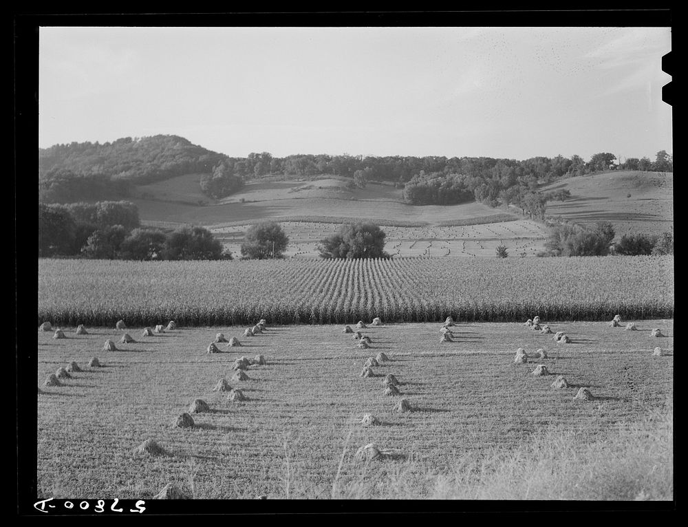 Stacks of wheat and corn near Fergus Falls, Minnesota.. Sourced from the Library of Congress.