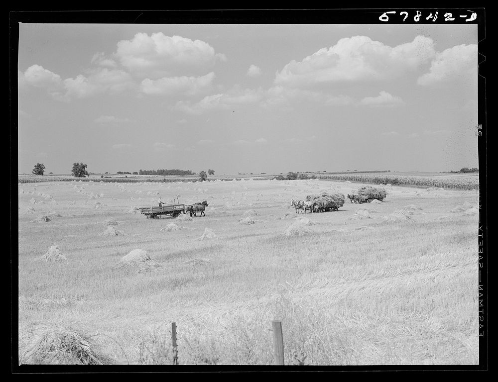 [Untitled photo, possibly related to: Wagons hauling wheat which has been harvested with a binder to the barnyard for…