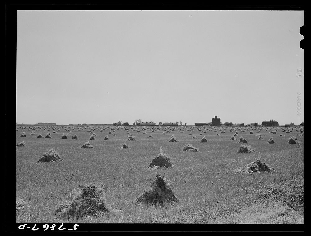 [Untitled photo, possibly related to: Stacks of wheat in field with town and grain elevators on distant horizon. Red River…