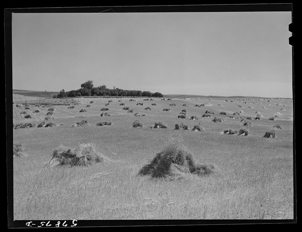 [Untitled photo, possibly related to: Stacks of wheat which has been harvested with a binder and is ready for threshing. On…