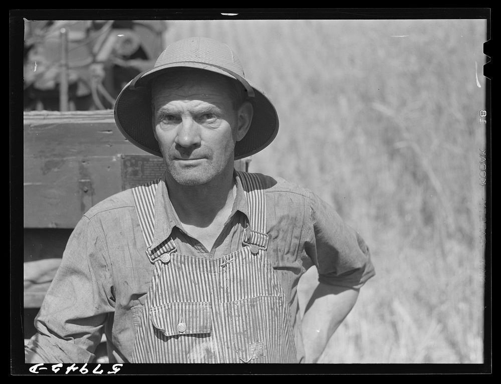 Scandinavian worker on the Schnitzler Corporation ranch. He was harvesting wheat with a combine. Froid, Montana. Sourced…