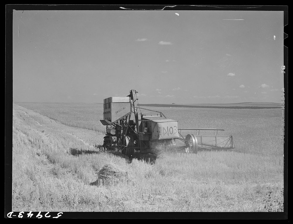 Harvesting wheat with combines on Schnitzler Corporation ranch, Froid, Montana.  There are about 2800 acres on this part of…
