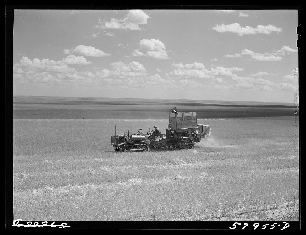 Harvesting wheat with combines on Schnitzler Corporation ranch, Froid, Montana. There are about 2800 acres on this part of…