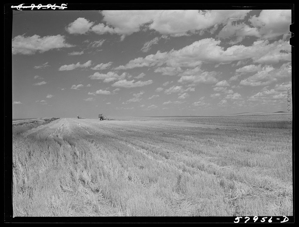 [Untitled photo, possibly related to: Harvesting wheat with combines on Schnitzler Corporation ranch, Froid, Montana. There…