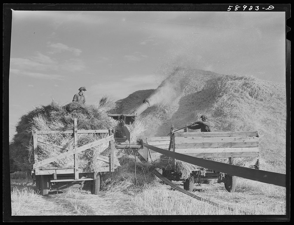 [Untitled photo, possibly related to: Helper on wagonload of wheat to be threshed on Beerman's ranch at Emblem, Wyoming. He…
