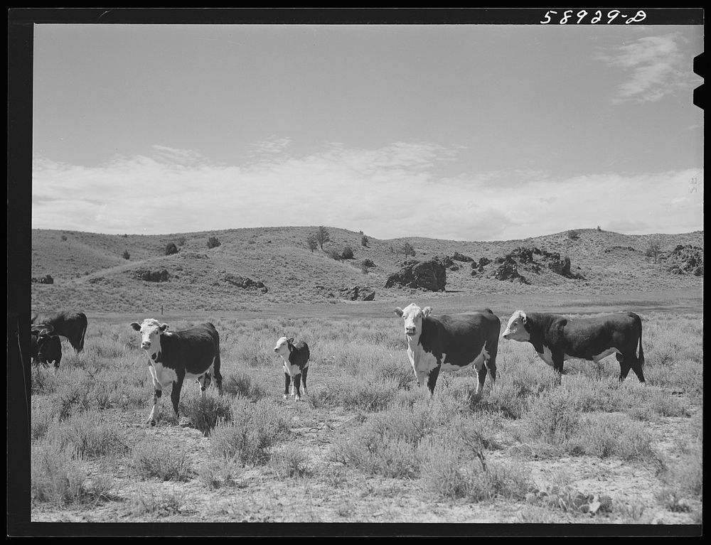 Hereford range cattle and bull. Near Sheridan, Wyoming. Sourced from the Library of Congress.
