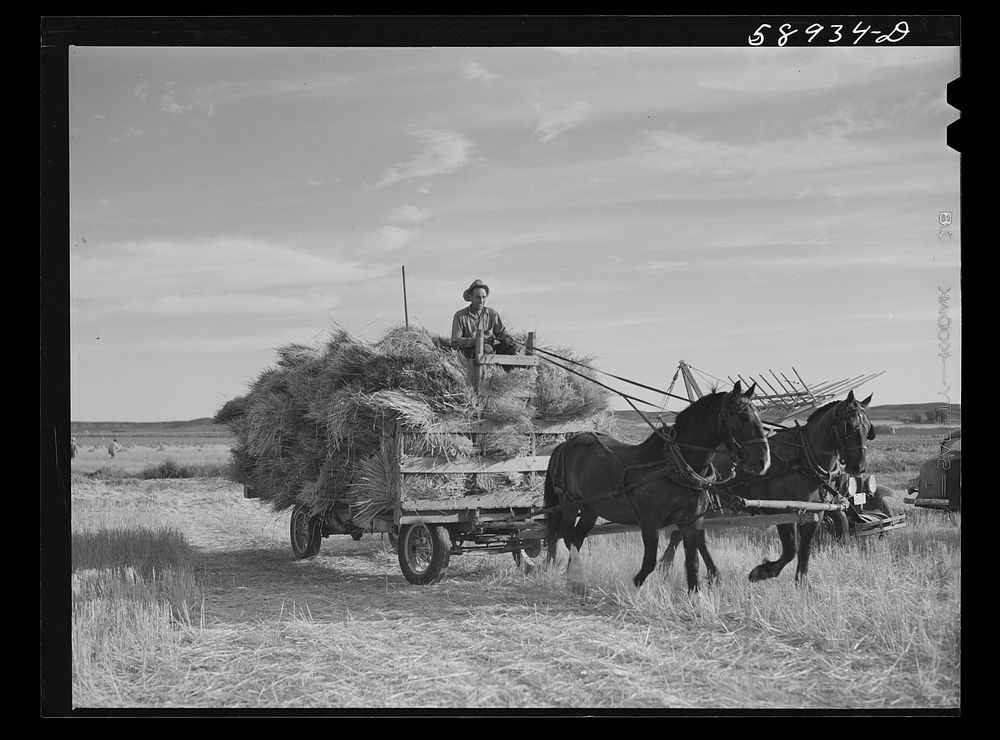 Threshing wheat on Beerman's ranch at Emblem, Wyoming. He has about 160 acres (quarter section), about forty-three in wheat…