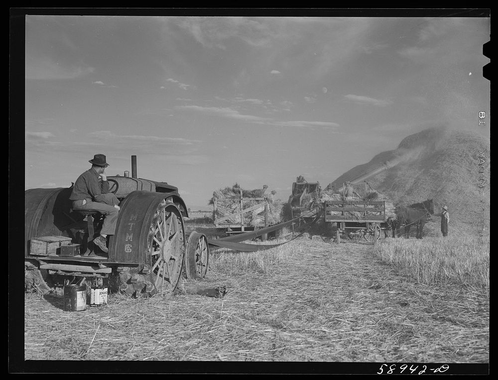 Threshing wheat on Beerman's ranch at Emblem, Wyoming. He has about 160 acres (quarter section), about forty-three in wheat…