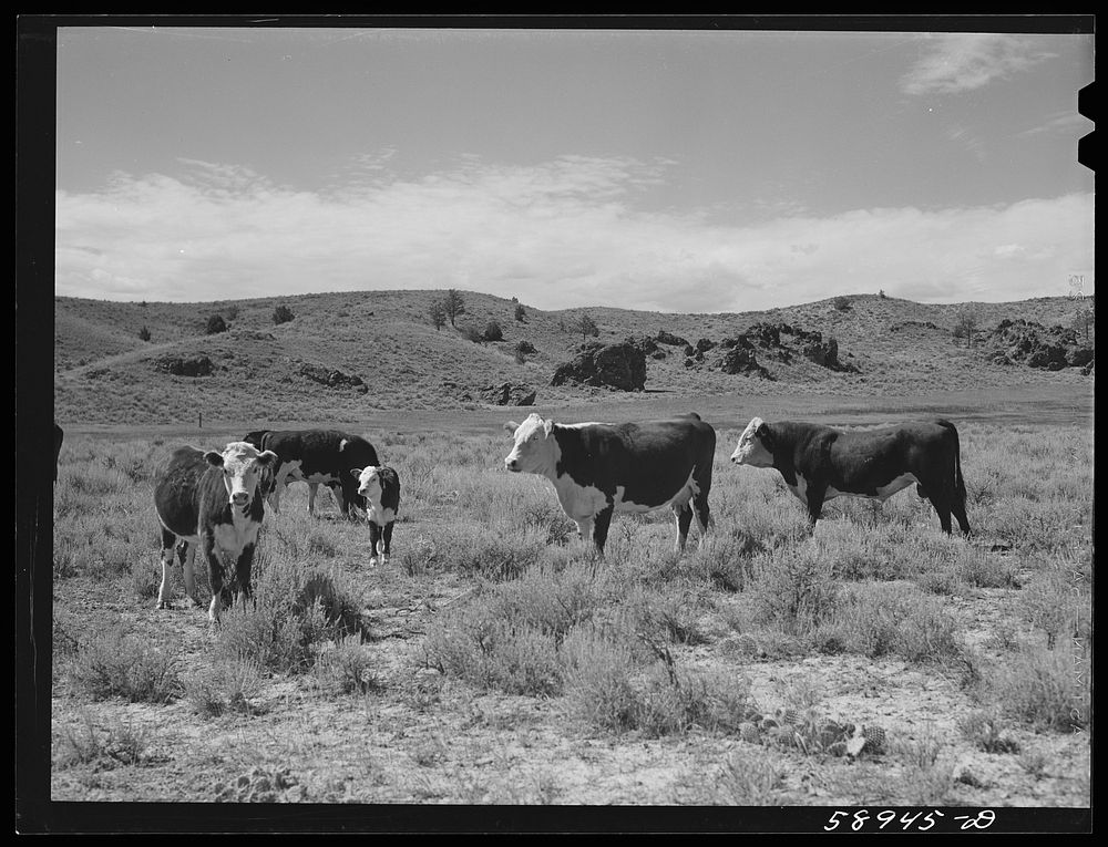 [Untitled photo, possibly related to: Hereford range cattle and bull. Near Sheridan, Wyoming]. Sourced from the Library of…