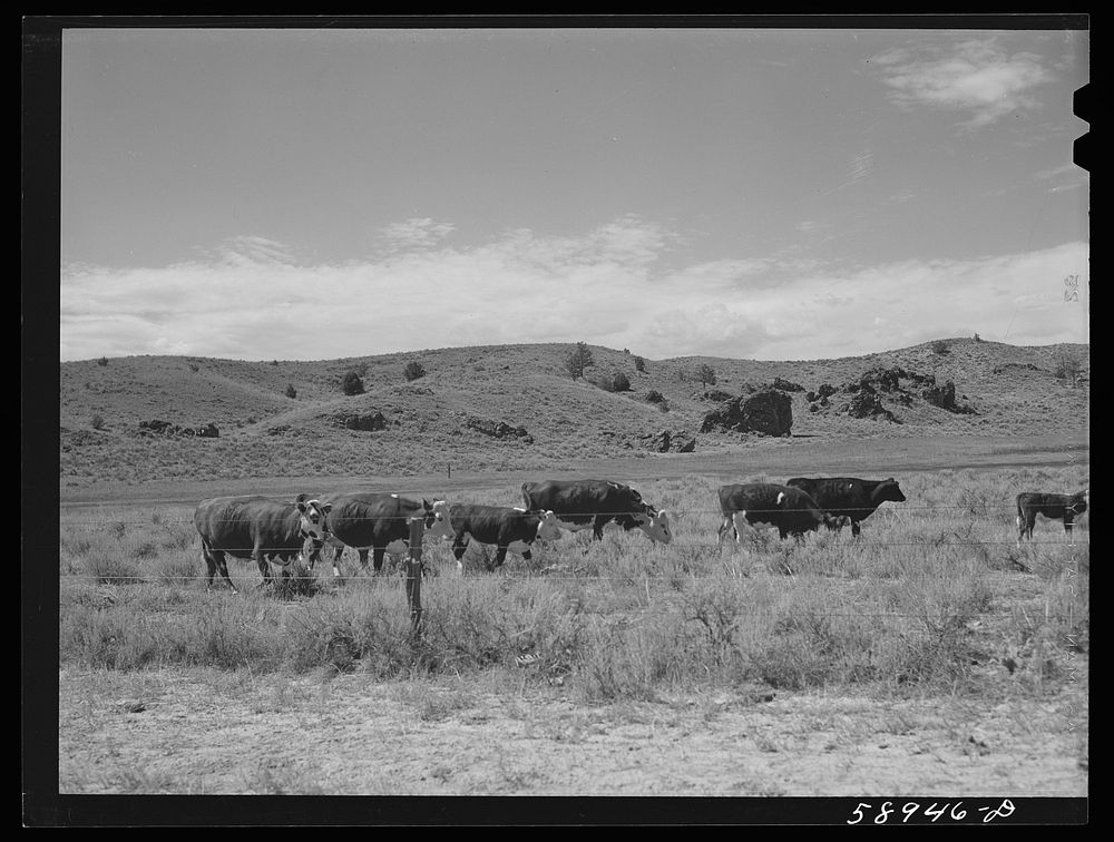 [Untitled photo, possibly related to: Hereford range cattle and bull. Near Sheridan, Wyoming]. Sourced from the Library of…