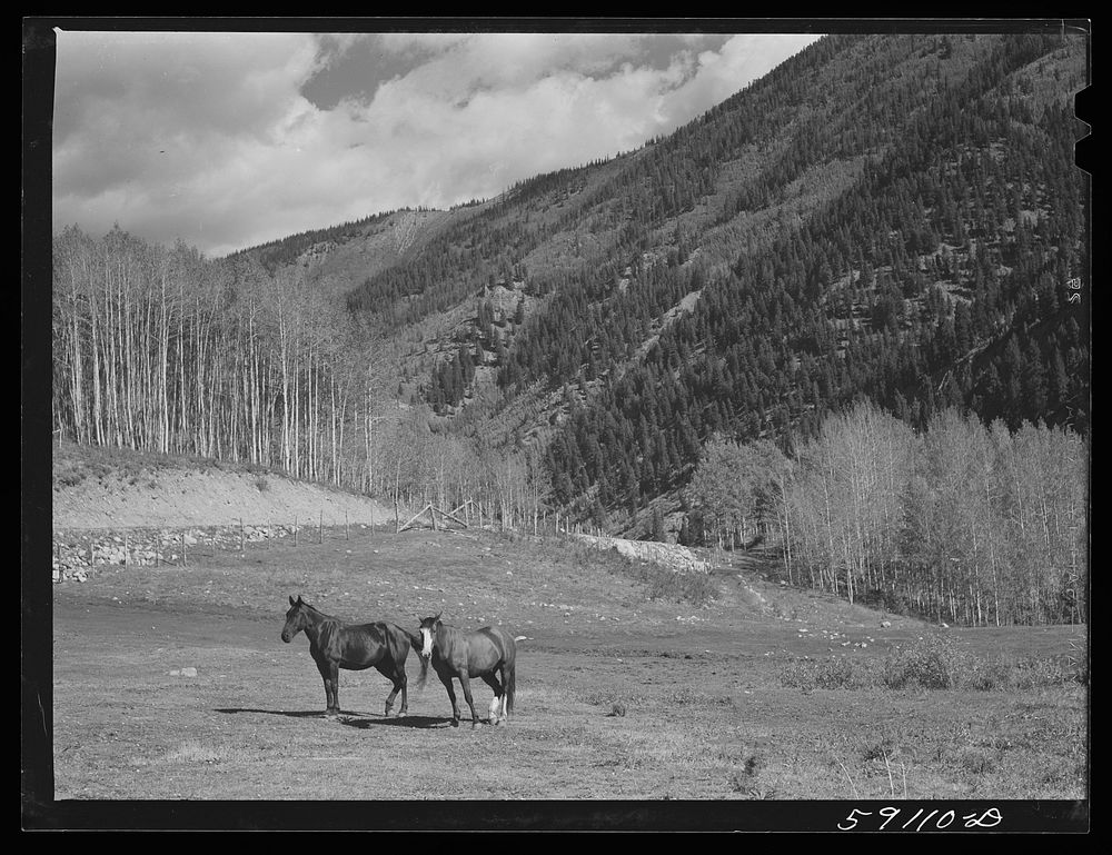 Ranch horses. Near Ashcroft, Colorado. Sourced from the Library of Congress.