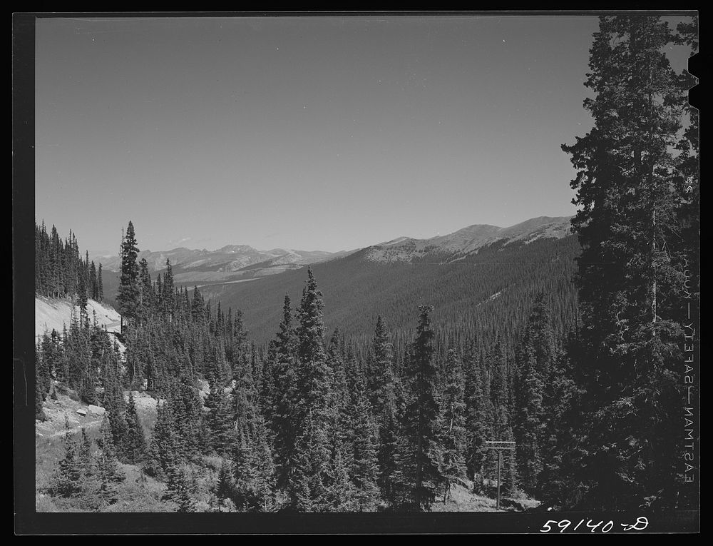 Trees on Loveland Pass near Dillon, Colorado. Sourced from the Library of Congress.