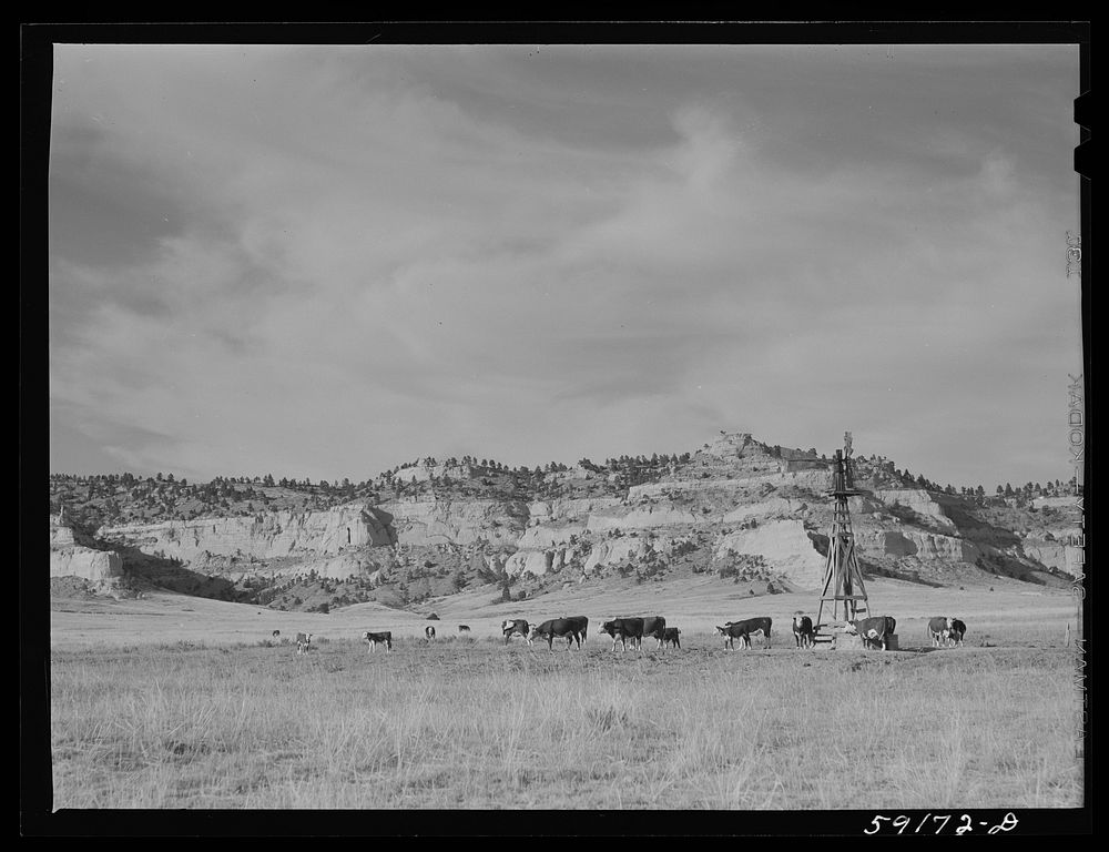 [Untitled photo, possibly related to: Cattle near water hole on grazing land near Scottsbluff, Nebraska]. Sourced from the…