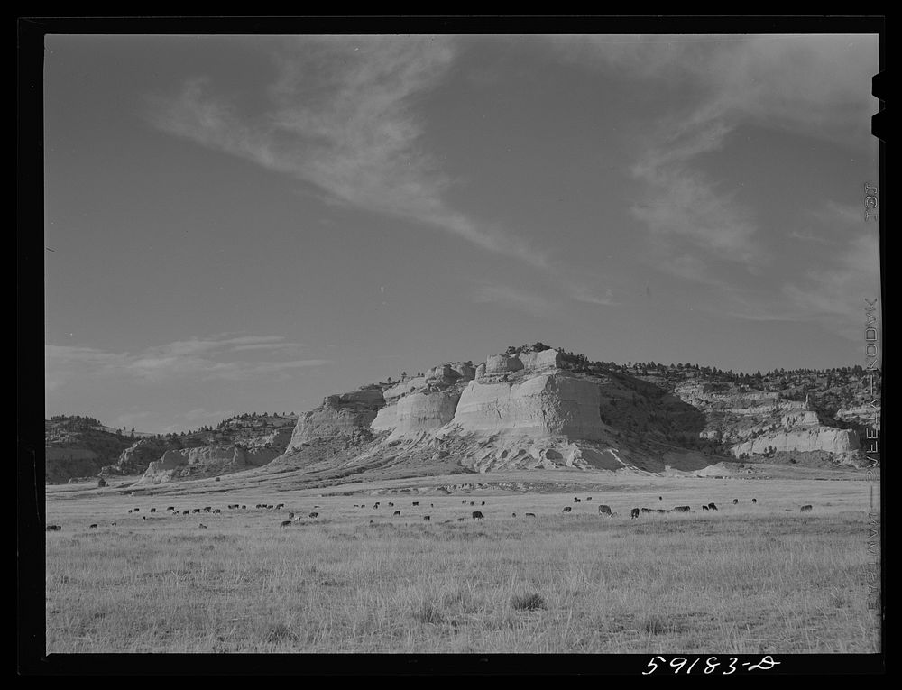 Cattle near water hole on grazing land near Scottsbluff, Nebraska. Sourced from the Library of Congress.