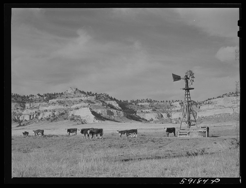 Cattle near water hole on grazing land near Scottsbluff, Nebraska. Sourced from the Library of Congress.