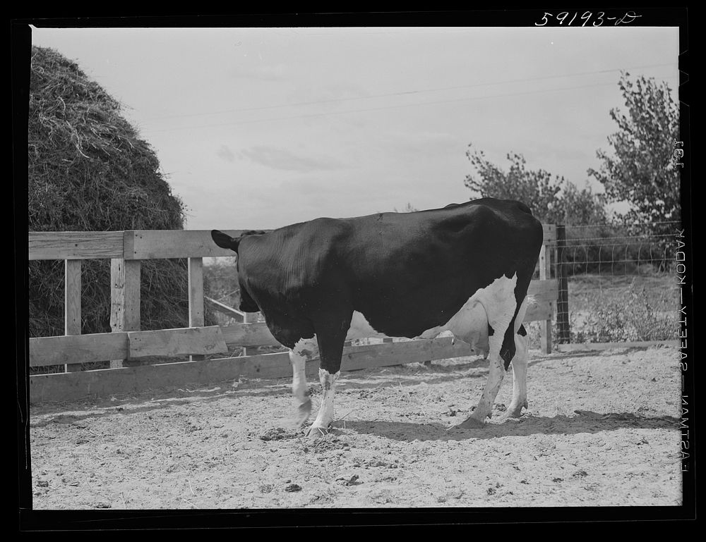 [Untitled photo, possibly related to: Purebred Holstein cow and calf belonging to Scottsbluff Farmsteads cooperative…