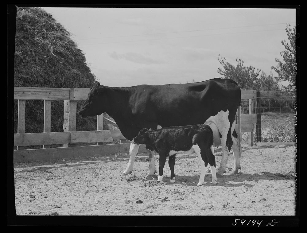 Purebred Holstein cow and calf belonging to Scottsbluff Farmsteads cooperative enterprise. FSA (Farm Security…