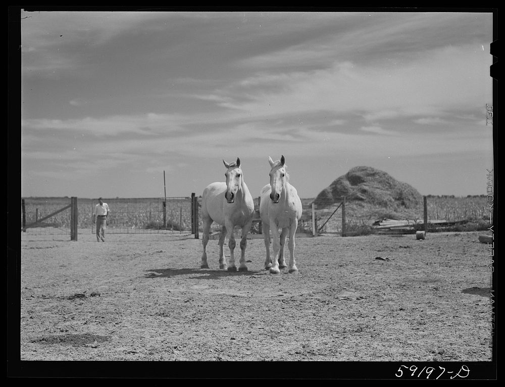 [Untitled photo, possibly related to: Work horses belonging to Scottsbluff Farmsteads cooperative enterprise. FSA (Farm…