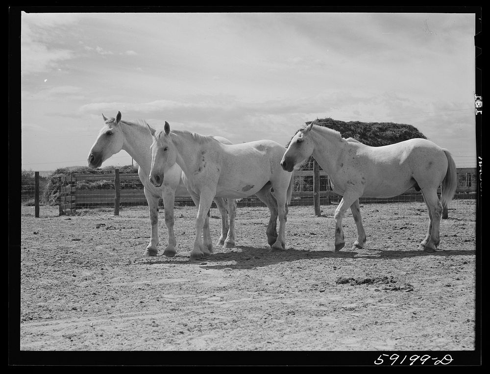 [Untitled photo, possibly related to: Work horses belonging to Scottsbluff Farmsteads cooperative enterprise. FSA (Farm…
