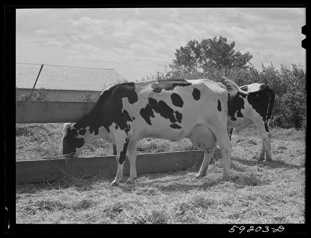 Purebred Holstein cow in herd belonging to Scottsbluff Farmsteads cooperative enterprise. FSA (Farm Security Administration)…