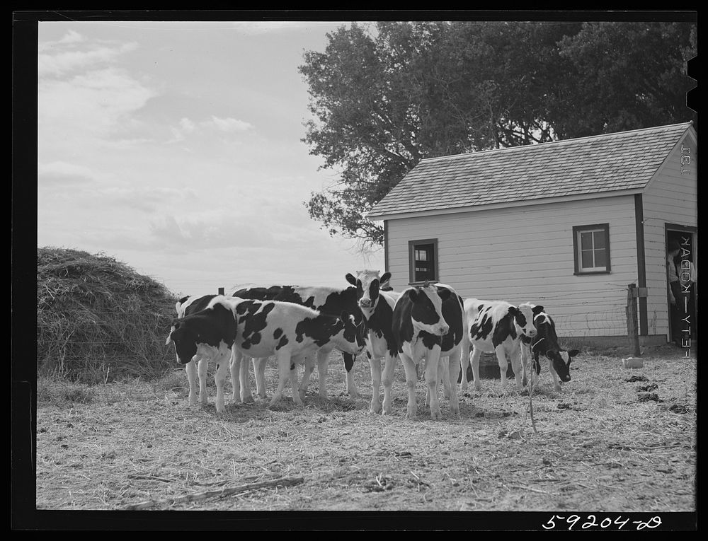 Holstein calves belonging to Scottsbluff Farmsteads cooperative enterprise. FSA (Farm Security Administration) project.…